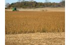 Property photo 23 - 110+/- Acres offered in 4 Tillable Tracts